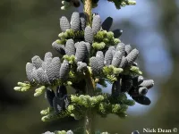 Abies amabilis - ウツクシモミ - クリックして拡大する