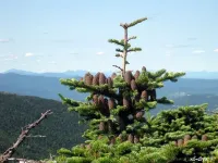 Abies balsamea var. phanerolepis - クリックして拡大する