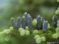Abies balsamea - バルサムモミ - クリックして拡大する