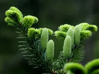 Abies beshanzuensis - アビエス ・ ベシャンズエンシス - クリックして拡大する