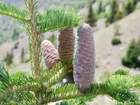 Abies cilicica - キリキアモミ - クリックして拡大する