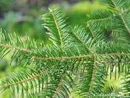 Abies durangensis var. coahuilensis