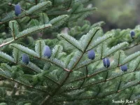 Abies densa - アビエス ・ デンサ - クリックして拡大する