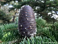 Abies recurvata var. ernestii - ウィルソンモミ - クリックして拡大する