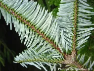 Abies fargesii 