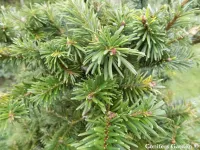Abies forrestii var. ferreana - クリックして拡大する