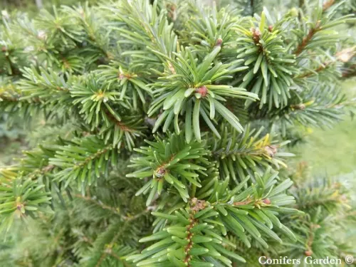 Abies forrestii var. ferreana