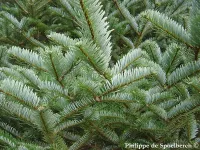 Abies forrestii - ウンナンモミ - クリックして拡大する