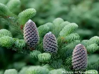 Abies fraseri - フラセリーモミ - クリックして拡大する