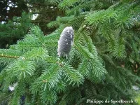 Abies gamblei  - クリックして拡大する
