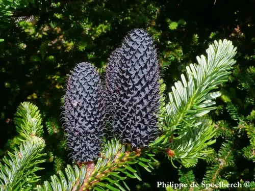 Abies forrestii var. georgei