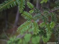 Abies hickelii - ヒッケルモミ - Click to enlarge