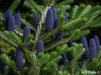 Abies koreana - チョウセンシラビソ - クリックして拡大する