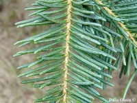 Abies concolor var. lowiana - シエラホワイトモミ - クリックして拡大する