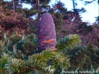 Abies mariesii - オオシラビソ, オオシラベ - クリックして拡大する