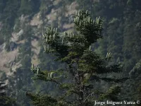 Abies pinsapo var. marocana - モロッコモミ - クリックして拡大する