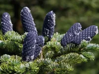 Abies nephrolepis - トウシラベ - クリックして拡大する