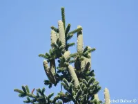 Abies numidica - アルジェリアモミ - クリックして拡大する