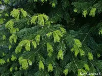 Abies pindrow - ヒマラヤモミ - クリックして拡大する
