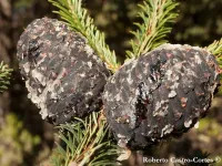 Abies religiosa - メキシコモミ, レリヒオサモミ  - クリックして拡大する