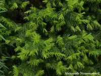 Abies semenovii - ティエンシャンモミ - クリックして拡大する