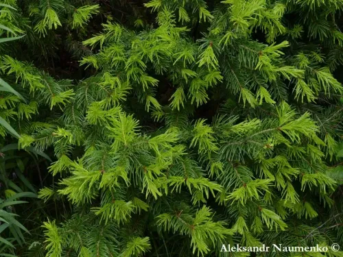 Abies semenovii - ティエンシャンモミ