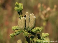Abies sibirica - シベリアモミ - クリックして拡大する