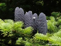 Abies veitchii - シラビソ - クリックして拡大する