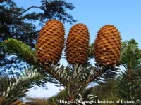 Abies yuanbaoshanensis - (アビエス・ユアンバオシャネンシス - クリックして拡大する