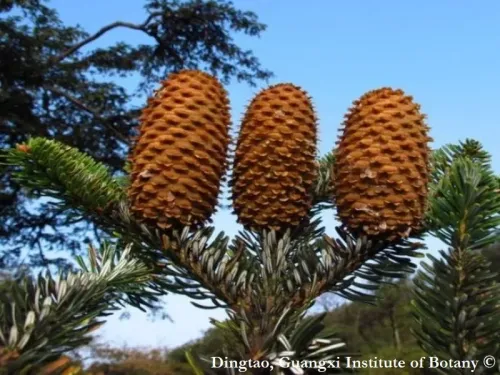 Abies yuanbaoshanensis - (アビエス・ユアンバオシャネンシス