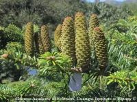 Abies ziyuanensis - ジュウアンモミ - クリックして拡大する
