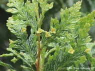 Austrocedrus chilensis