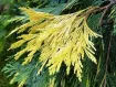 Calocedrus - カロケドルス属 