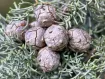 Cupressus - イトスギ属