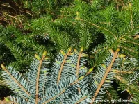 Picea jezoensis - エゾマツ - クリックして拡大する