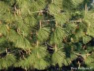 Pinus coulteri 