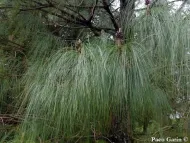 Pinus devoniana 