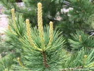 Pinus flexilis var. reflexa