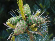 Pinus flexilis