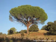 Pinus pinea 
