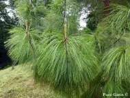 Pinus pseudostrobus