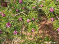 Pinus pungens