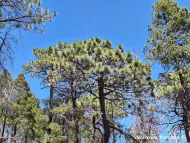 Pinus stormiae