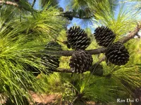 Pinus yunnanensis - ウンナンマツ - クリックして拡大する