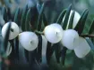 Pseudotaxus - シロミイチイ属