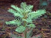 Wollemia - ウォレミマツ属