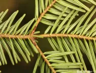 Abies alba