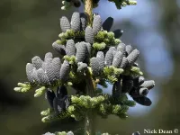 Abies amabilis - ウツクシモミ - クリックして拡大する