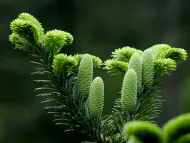 Abies beshanzuensis