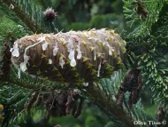 Abies bornmuelleriana